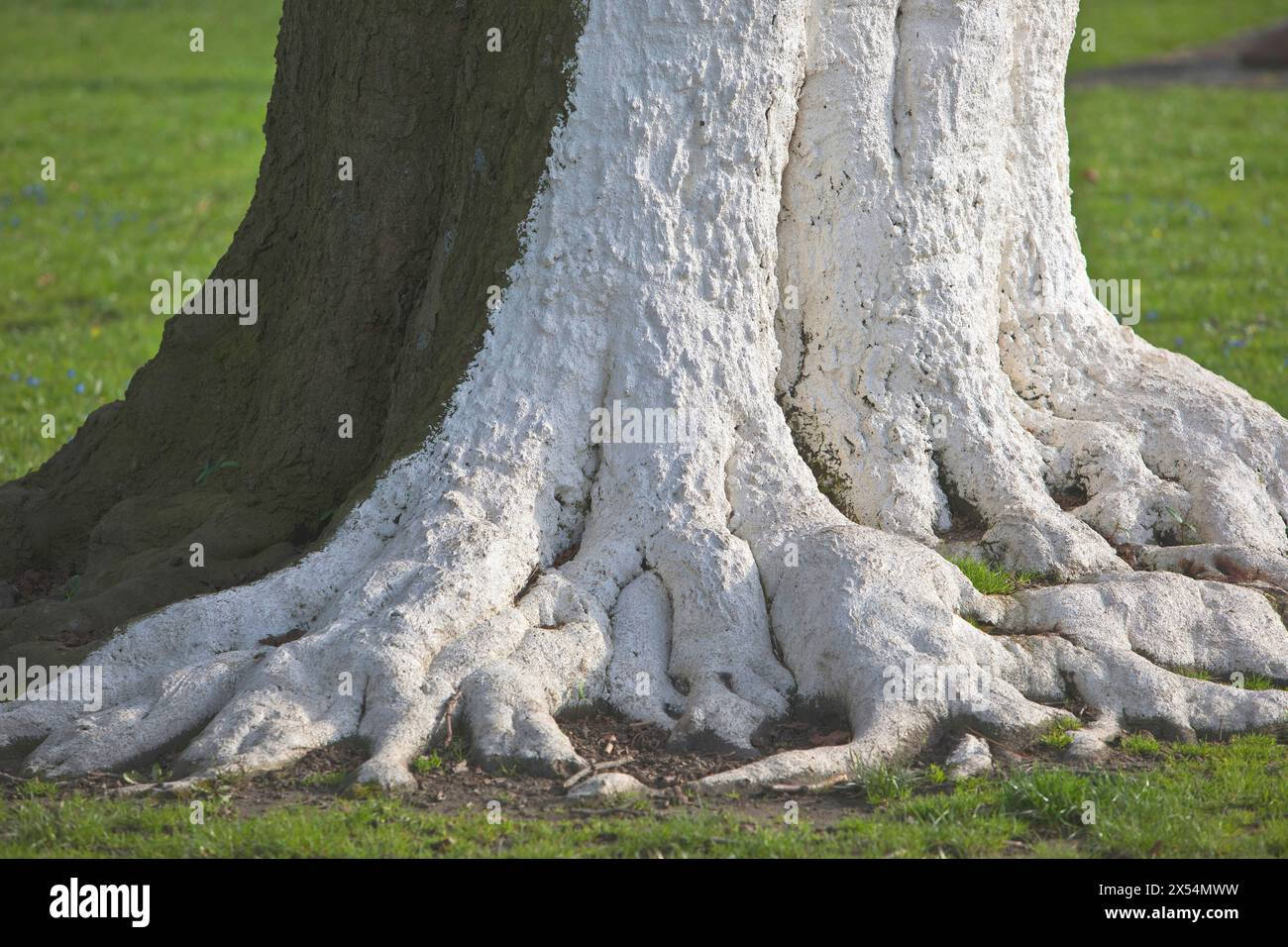 Tree with white color as protection against extreme temperature fluctuations caused by sunlight and frost, Germany, North Rhine-Westphalia Stock Photo