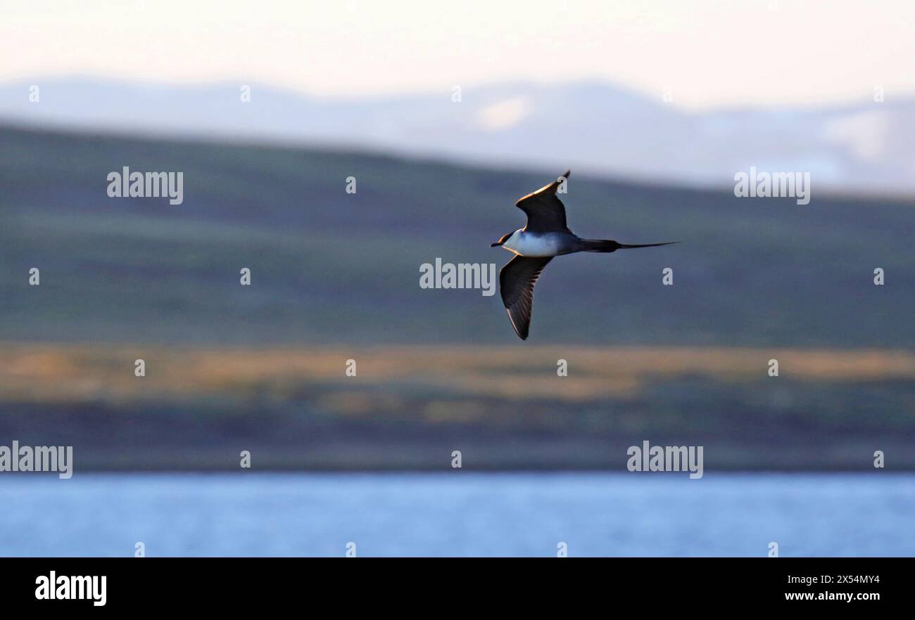 long-tailed skua, long-tailed jaeger (Stercorarius longicaudus), in flight over water, USA, Alaska Stock Photo