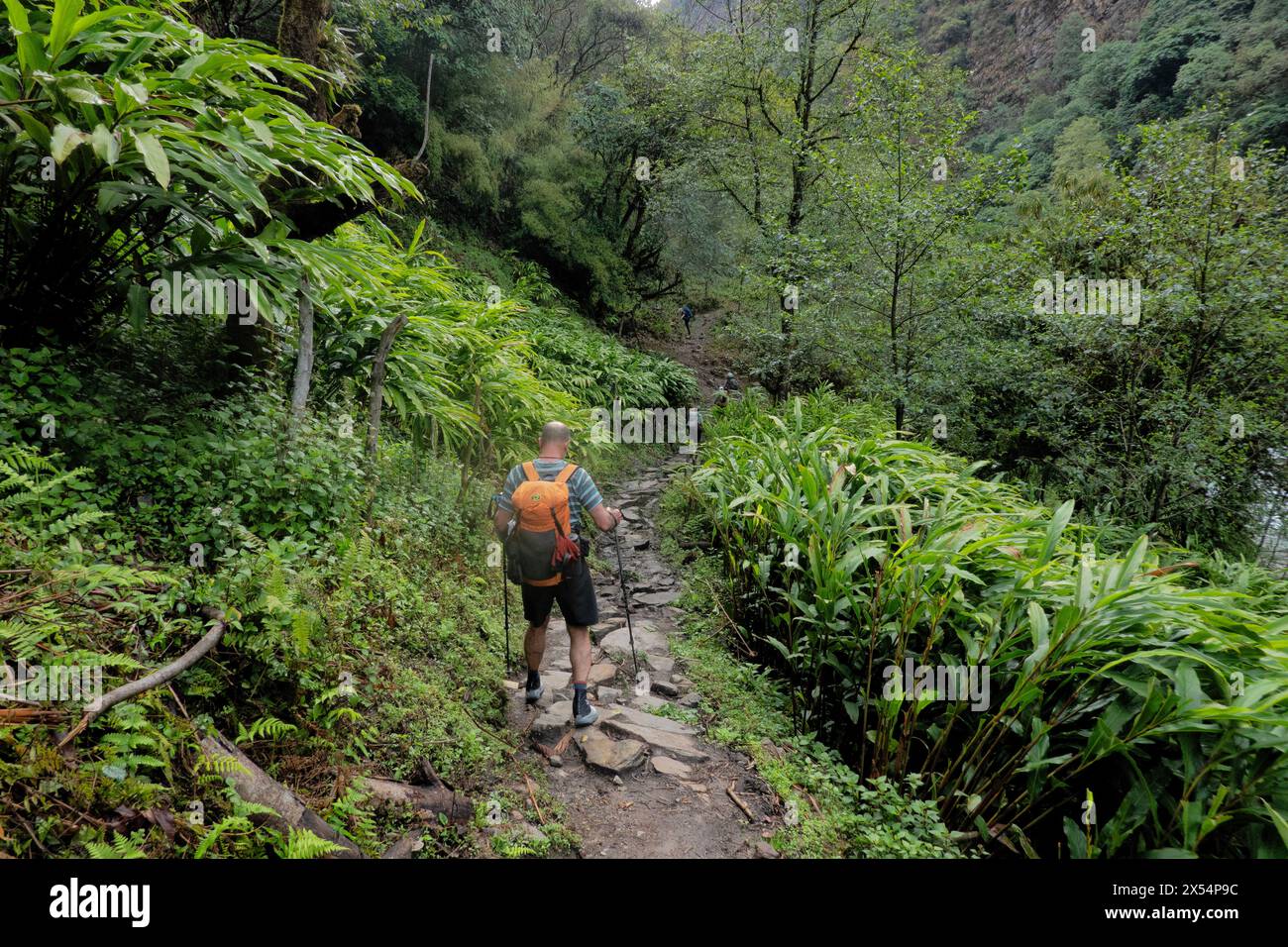 Trekking through a cardamom plantation on the Kangchenjunga (Kanchenjunga) Base Camp, trek, Yamphuddin, Nepal Stock Photo