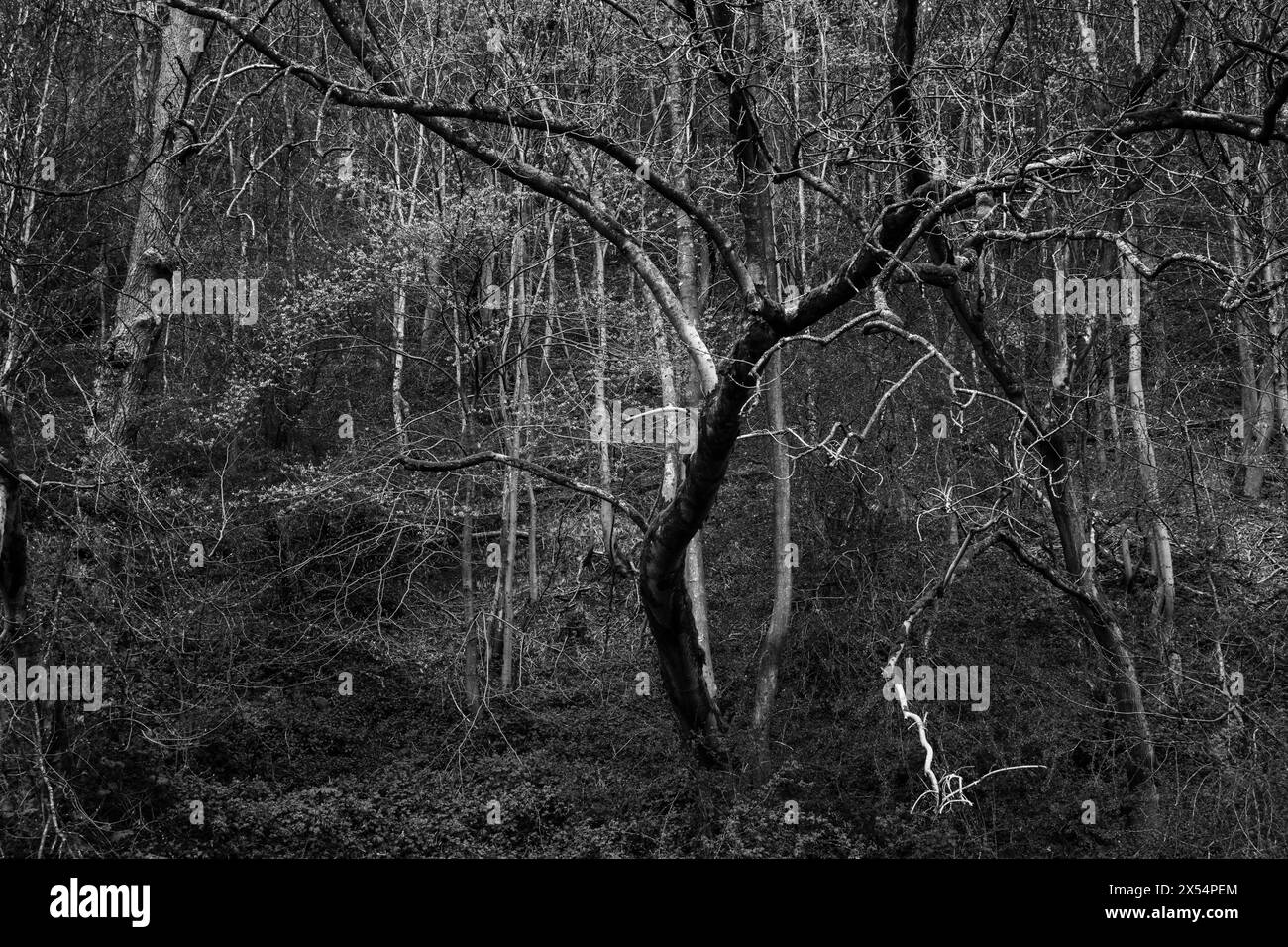 Spring in Bradford Dale, Youlgrave, Peak District National Park, Derbyshire Stock Photo