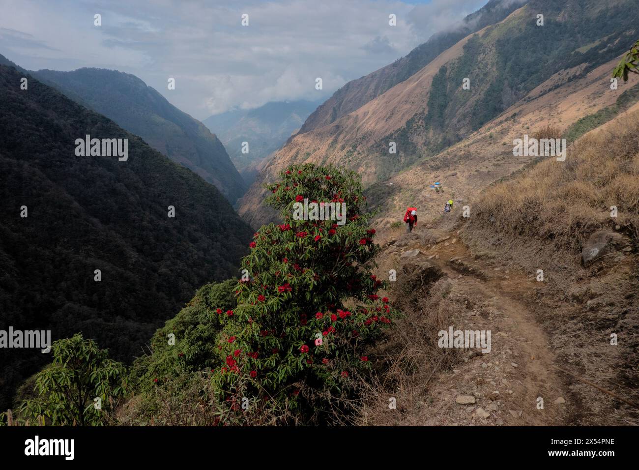 Rhododendron blooms on the way to Kangchanjunga Base Camp, Sekethum, Nepal Stock Photo