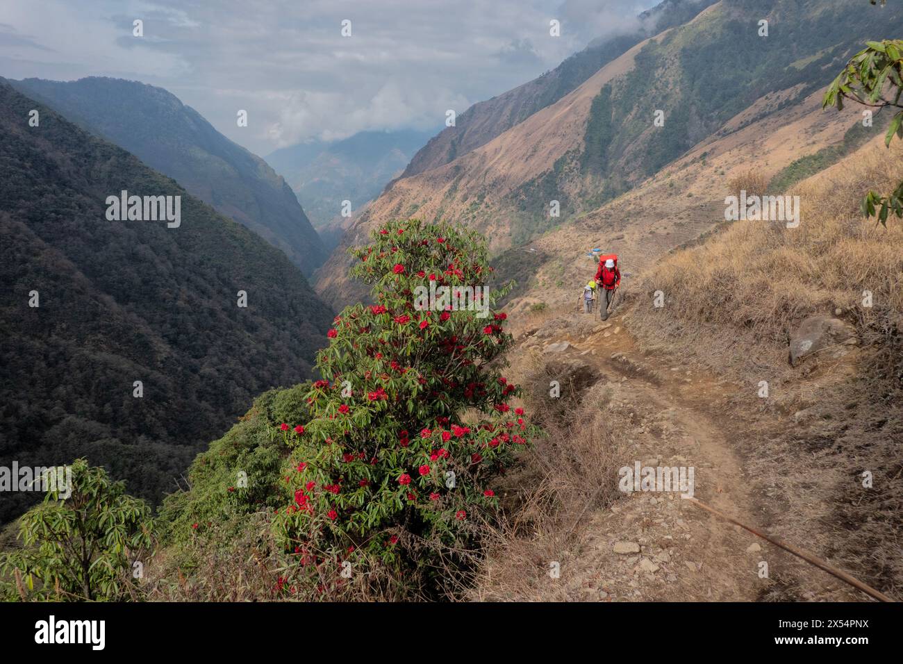 Rhododendron blooms on the way to Kangchanjunga Base Camp, Sekethum, Nepal Stock Photo