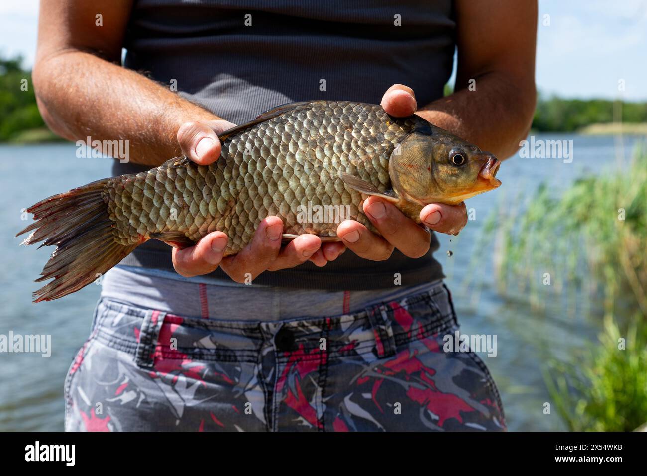 Fisherman holding Prussian Carp fish in hands on the lake in nature ...