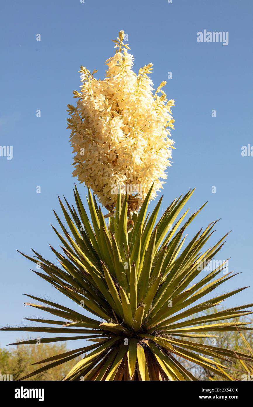Yucca Natural Natural semi close up flowering plant portrait of Yucca Torreyi,giant ...