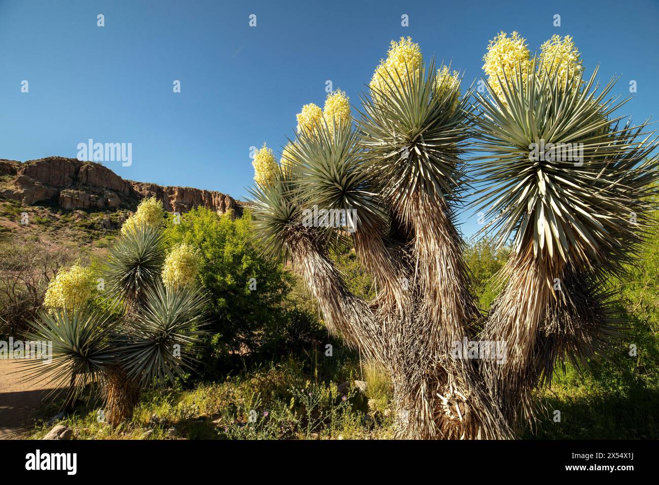 Yucca Natural Dramatic natural plant portrait of Yucca Rigida flowering in glorious ...