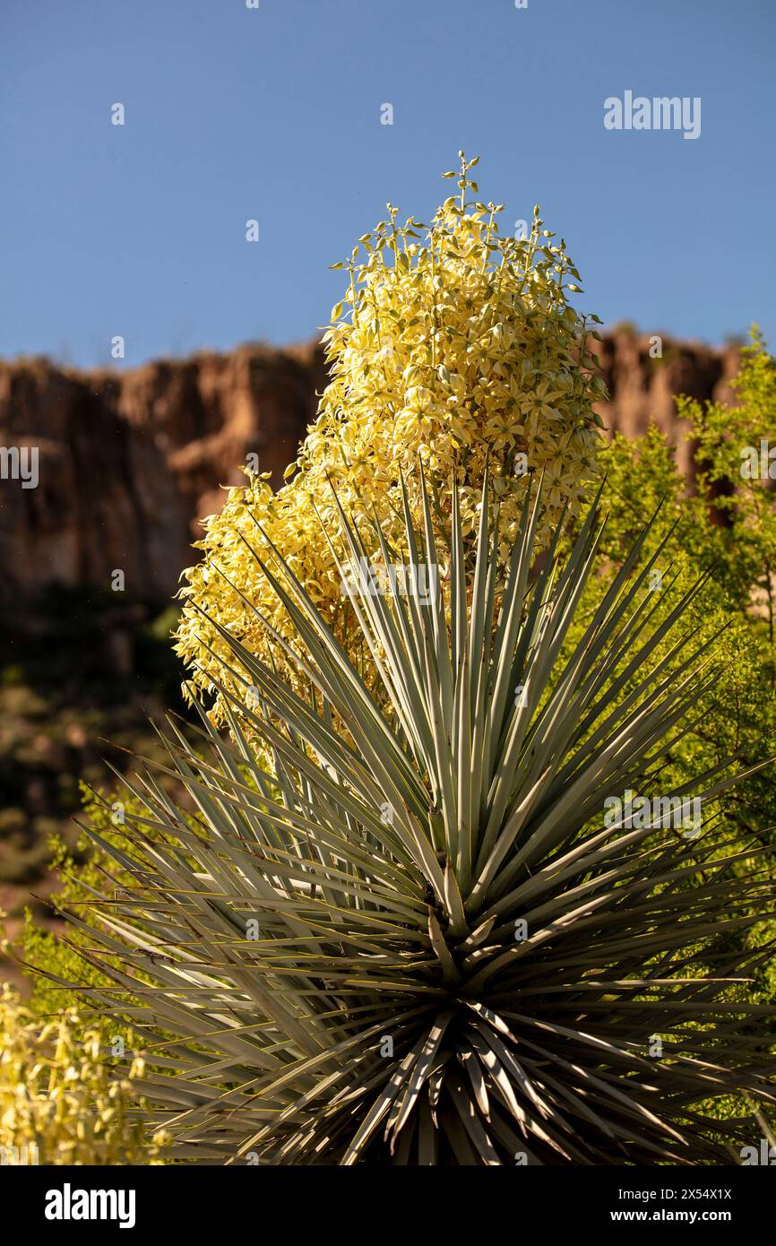 Dramatic natural plant portrait of Yucca Rigida flowering in glorious Arizona (USA) spring sunshine with landscape showing negative space.Alluring, Stock Photo