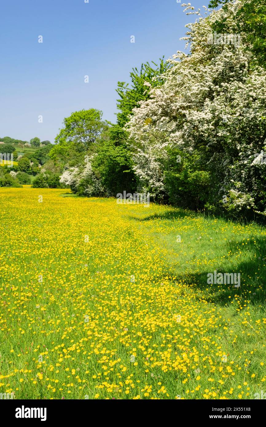 The Herefordshire Way footpath through Buttercup fields in Golden Valley with Hawthorn flowering in summer. Peterchurch Hereford England UK Britain Stock Photo