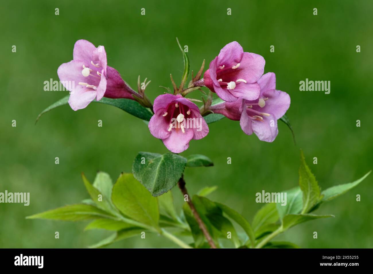 Weigela florida, Bristol Ruby flowers, close up. Detail of full bloom with leaves. Ornamental plant. Isolated on green background. Trencin, Slovakia Stock Photo