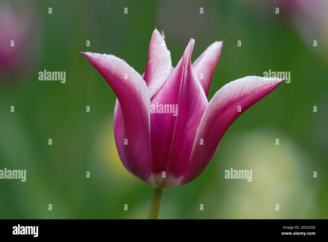 Tulip flower, Tulipa fosteriana, Claudia Lily flowering full bloom,close up. Blurred natural green background, isolated. Dubnica nad Vahom, Slovakia Stock Photo