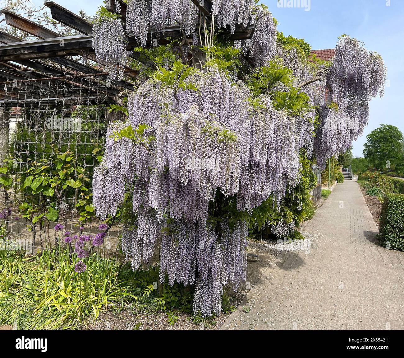 Blauregen 'Blue Moon' Wisteria Macrostachya  Winterharte  Duft-Kletterpflanze Mit Lila Blten, 140-180 Cm
