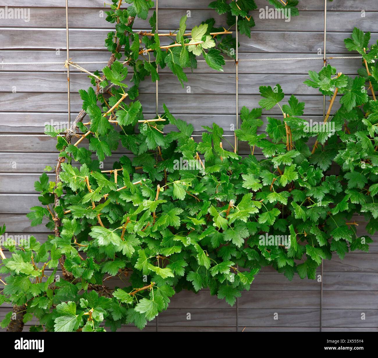 Closeup of the green leaves of the gooseberry plant  ribes worcesterberry, grown against a garden fence. Stock Photo