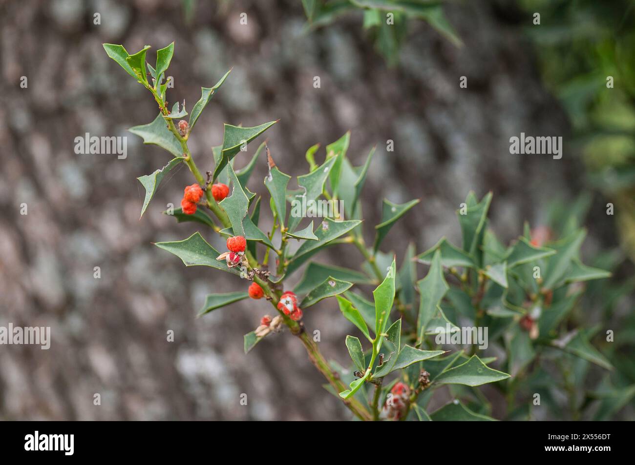 Jodina Rhombifolia , leaves and fruits, Calden forest, La Pampa Argentina Stock Photo