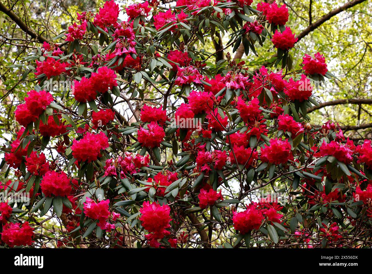 Closeup of the red flowers and green leaves of the perennial garden shrub Rhododendron Karkov group. Stock Photo