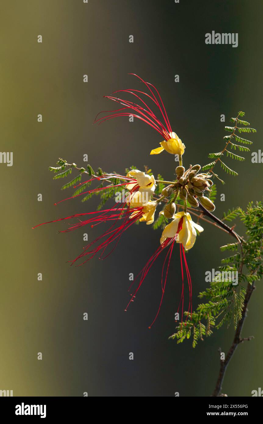 Wild flower in Patagonia, Caesalpinia gilliesii,  La Pampa, Argentina. Stock Photo