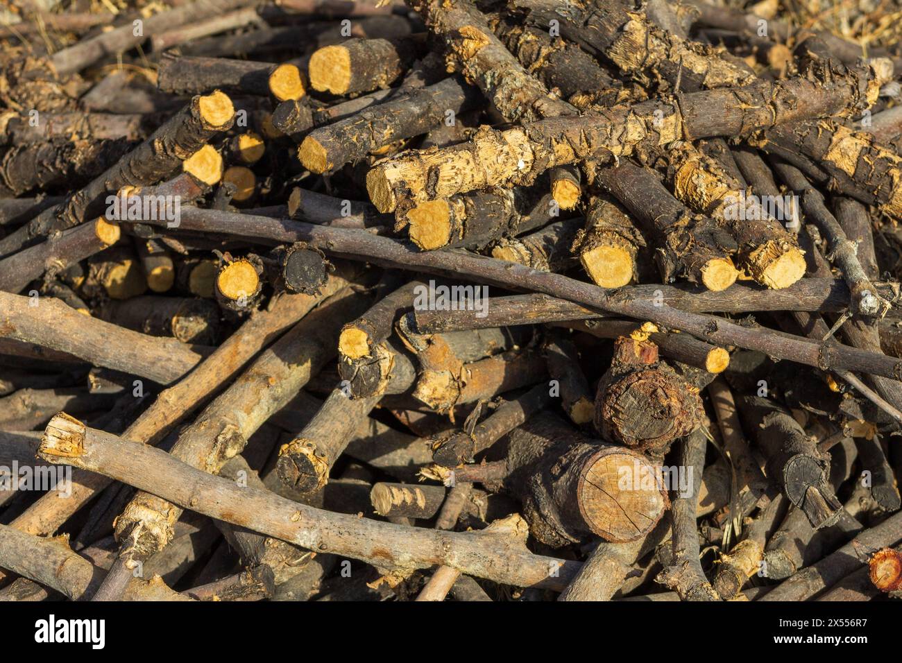 Pile tree branch wood stick hi-res stock photography and images - Alamy