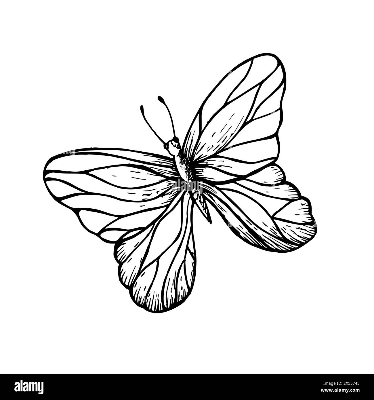 Vector butterfly. Hand painted linear insect. Graphic clipart isolated on background. Botanical and wedding illustration. For designers, invitations, Stock Vector