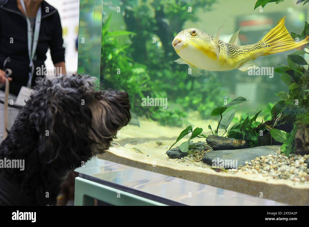 Aquarium fish trade hi res stock photography and images Page 4 Alamy