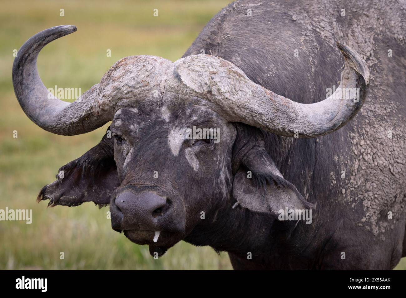 Cape buffalo at Amboseli National Park in Kajiado County, Kenya, East Africa. Stock Photo