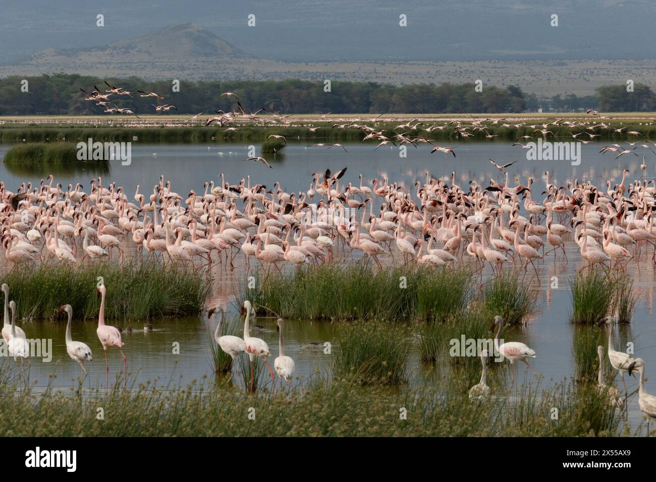 Flock of flamingoes on the water at Amboseli National Park in Kajiado County, Kenya, East Africa. Stock Photo
