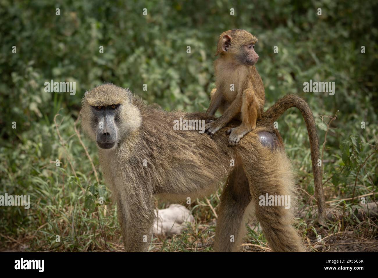 A baby baboon rides on its mother's back at Amboseli National Park in Kajiado County, Kenya, East Africa. Stock Photo