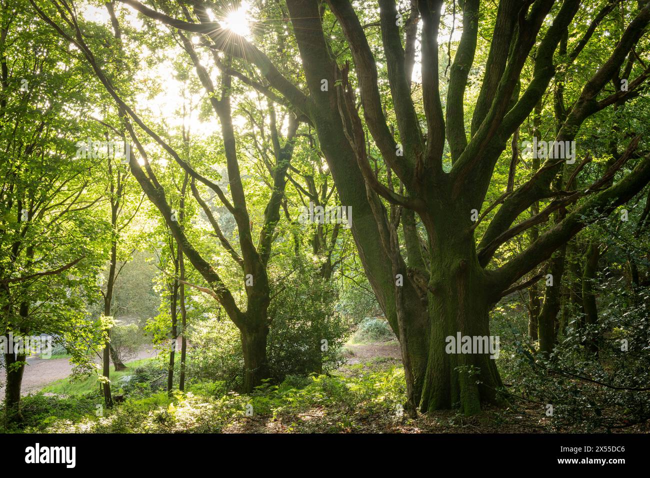 Sunlight streaming into deciduous woodland in the Quantock Hills. Woodlands Hill wood near Nether Stowey, Somerset, England.  Autumn (September) 2023. Stock Photo