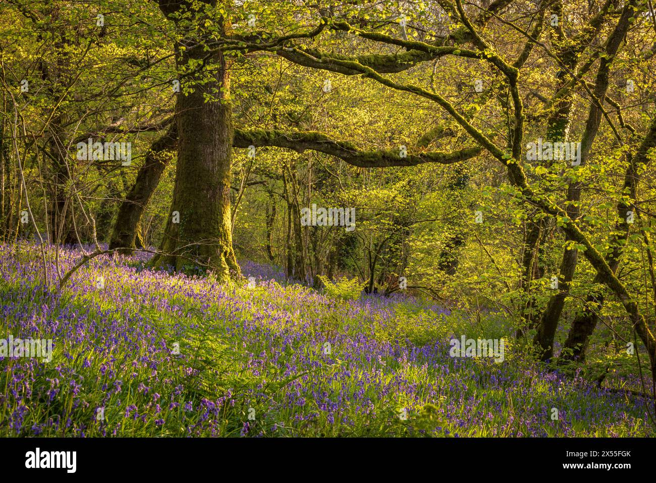Bluebells flowering in springtime in Meldon Woods, Dartmoor National Park, Devon, England.  Spring (April) 2024. Stock Photo