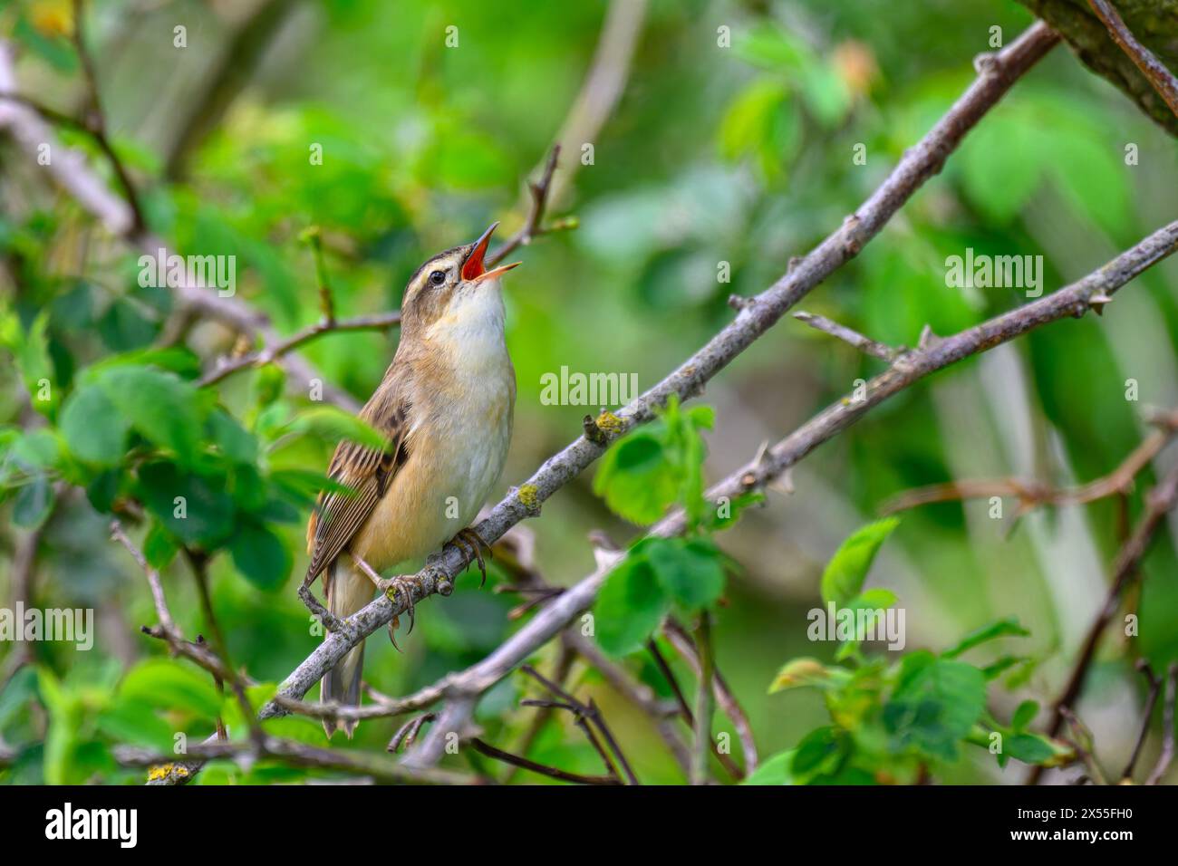 Sedge warbler, Acrocephalus schoenobaenus, perched in a tree, singing Stock Photo