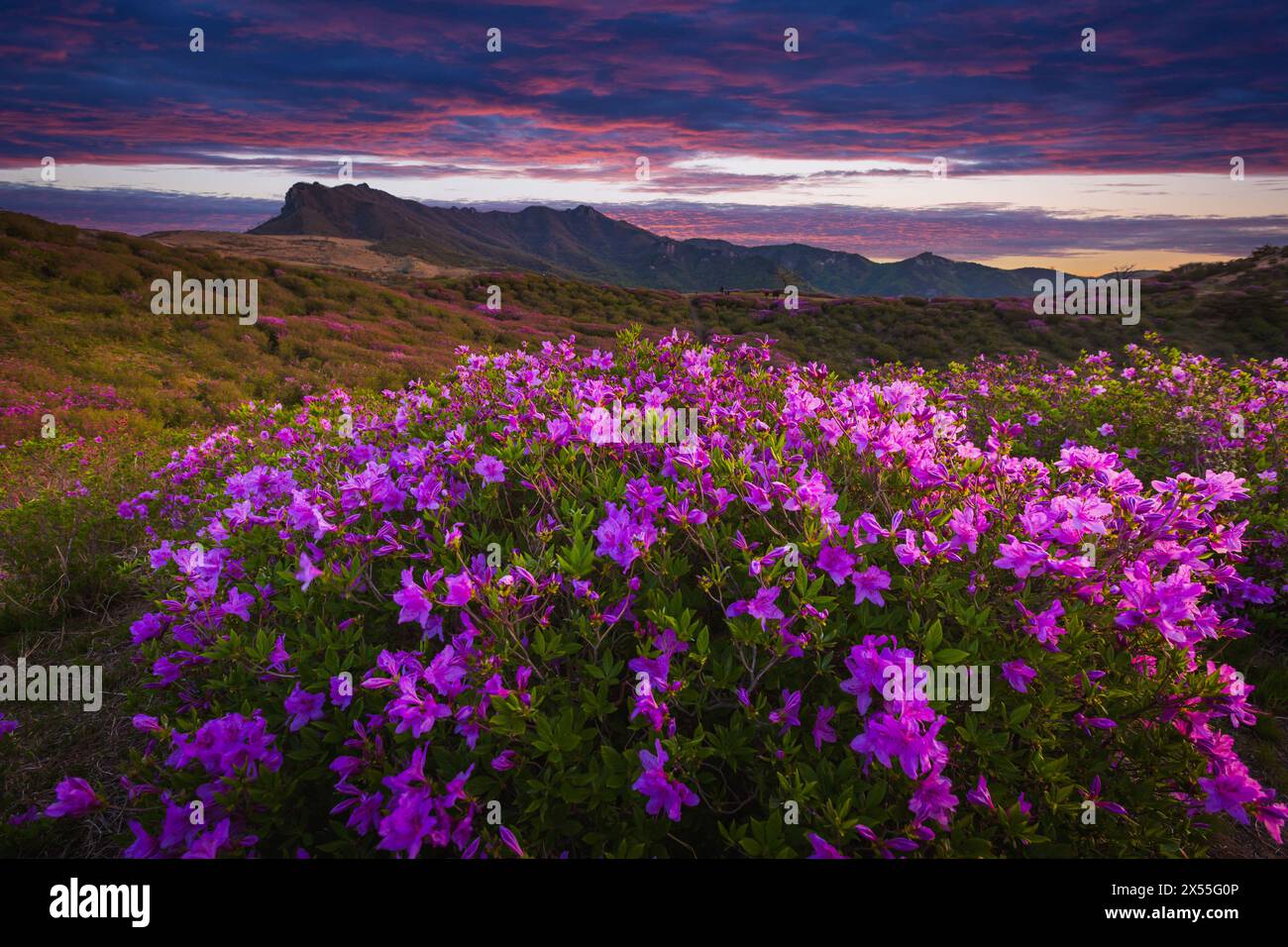 Azalea festival in korea hi-res stock photography and images - Alamy