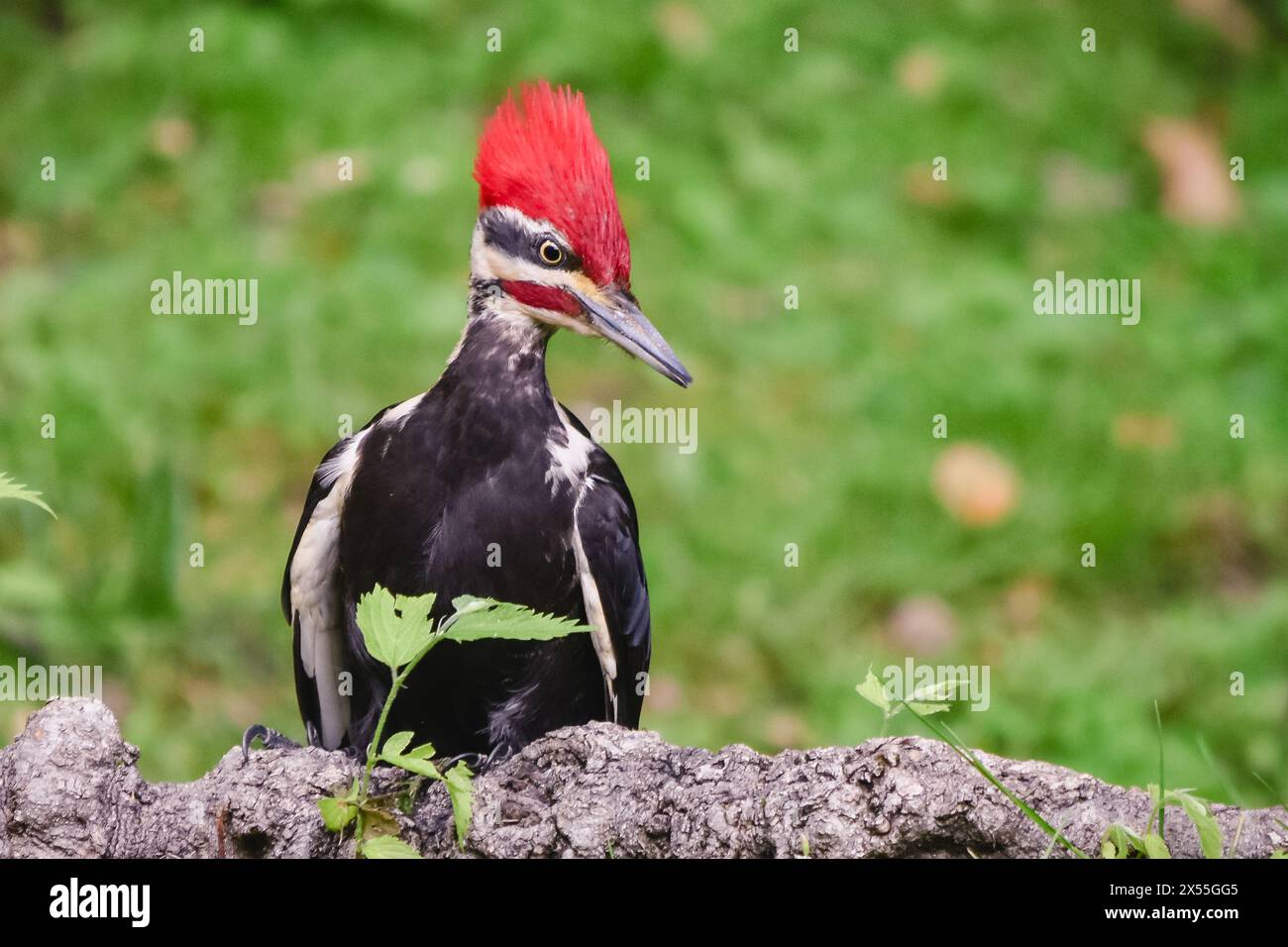 Pileated woodpecker in Arlington, Virginia USA. 6 May 2024. Stock Photo