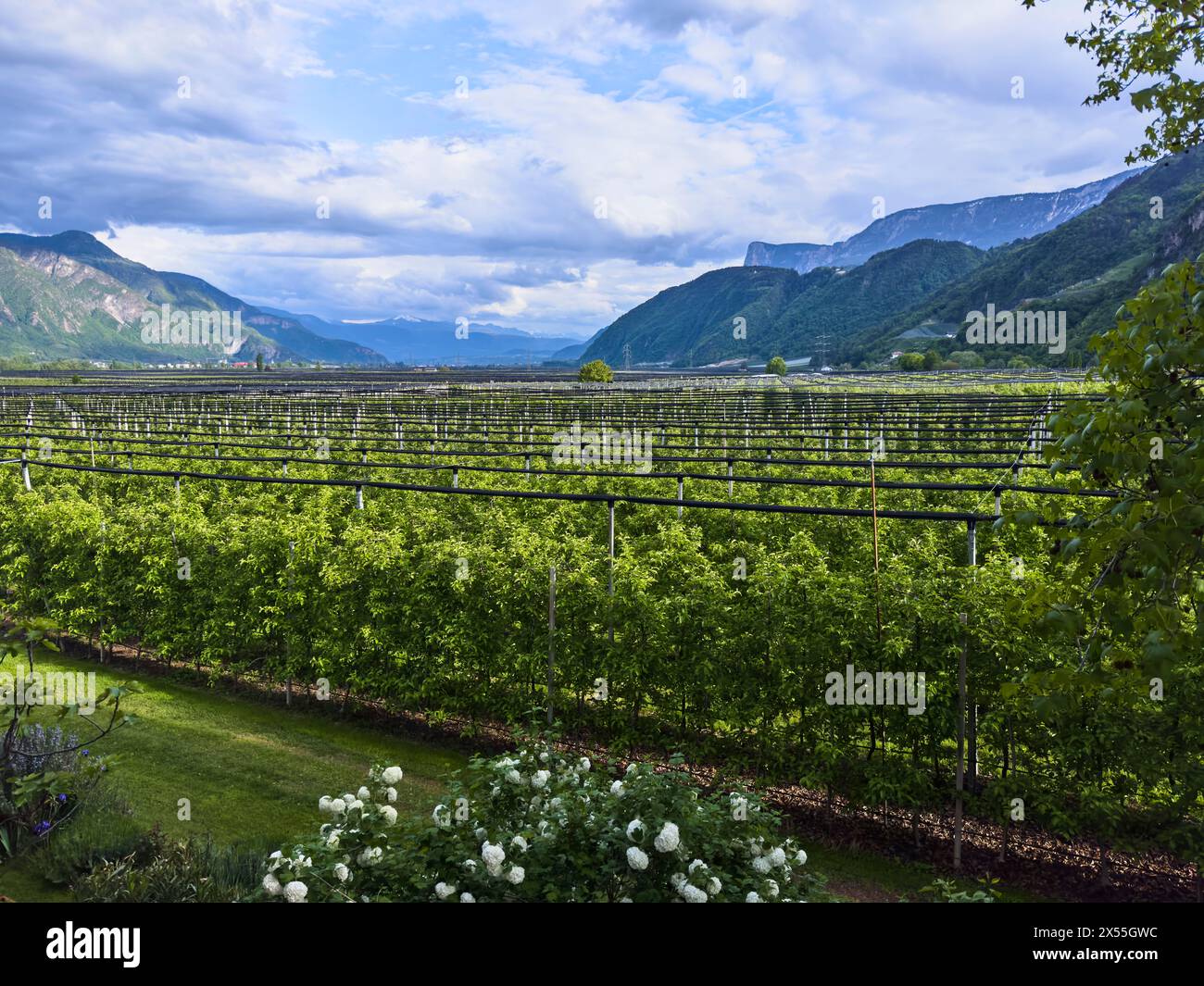 Meran, Lana, Italy. 27th Apr, 2024. Apple growing area and plantation in Lana, South Tyrol, Italy, Apr 27, 2024. Photographer: ddp images/star-images Credit: ddp media GmbH/Alamy Live News Stock Photo