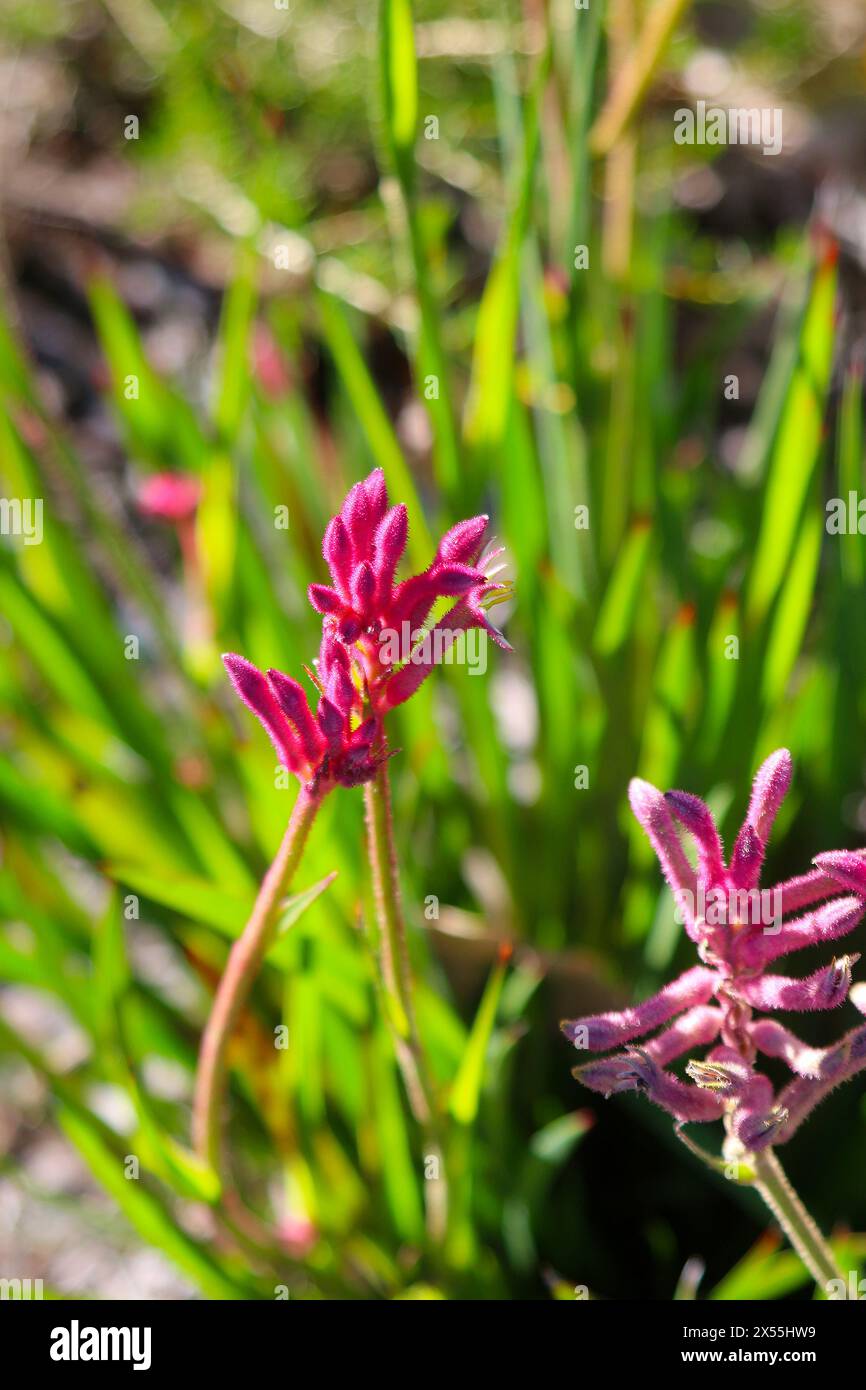 Red kangaroo paw flower (Anigozanthos flavidus) native to the south-west of Western Australia become a popular cut flower, Perth, Australia Stock Photo