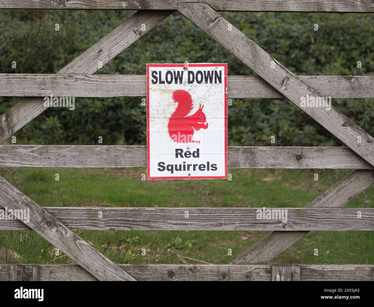 SLOW DOWN Red Squirrels warning sign, Cumbria, England Stock Photo - Alamy