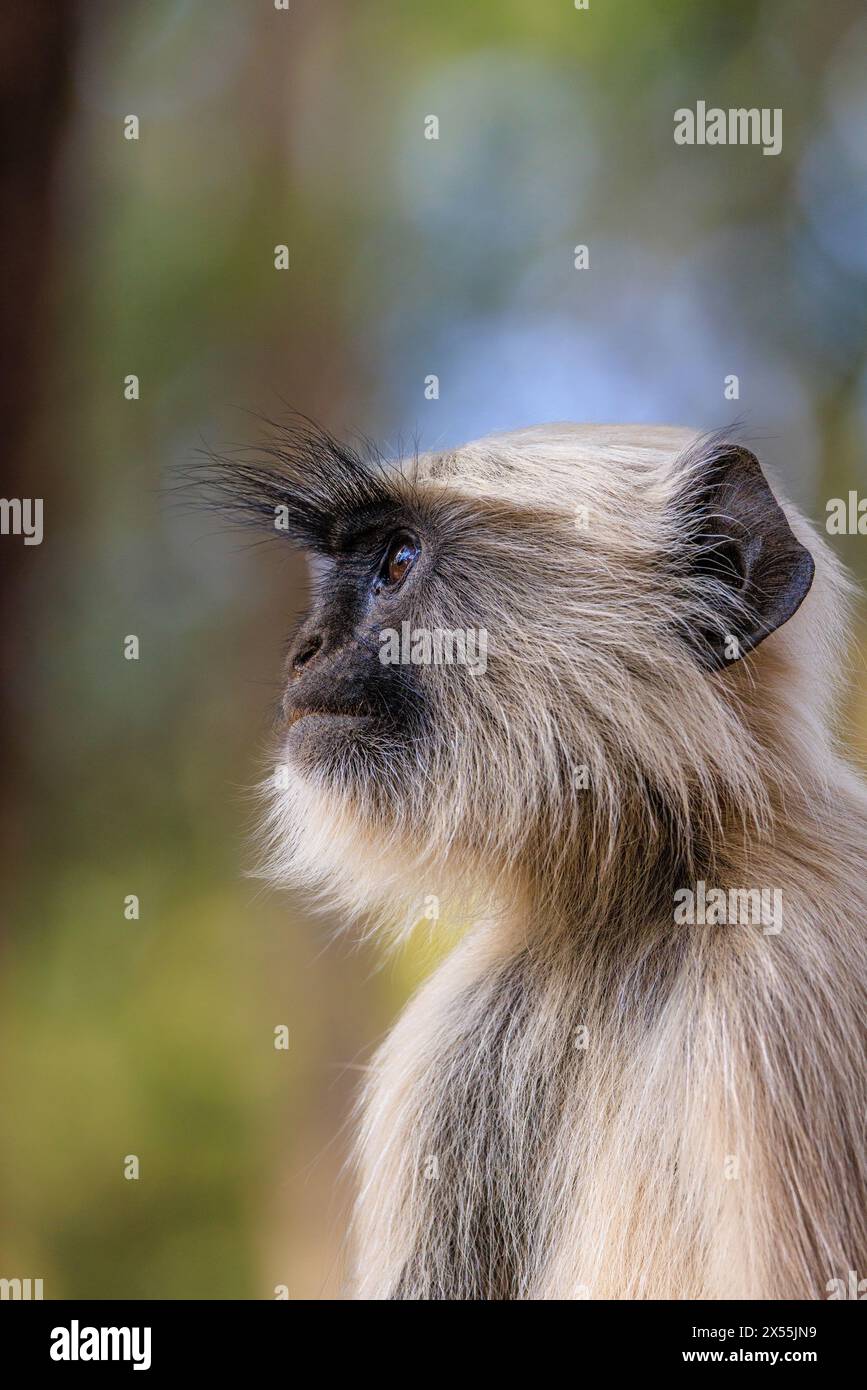 close up of facial expression and long eyelashes of grey langur monkey gazing into the distance in kanha national park india Stock Photo