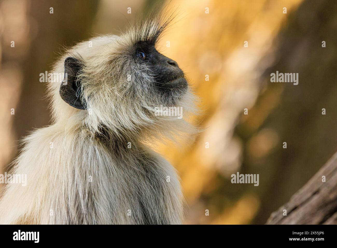 close up of facial expression and long eyelashes of grey langur monkey gazing upwards in kanha national park india Stock Photo