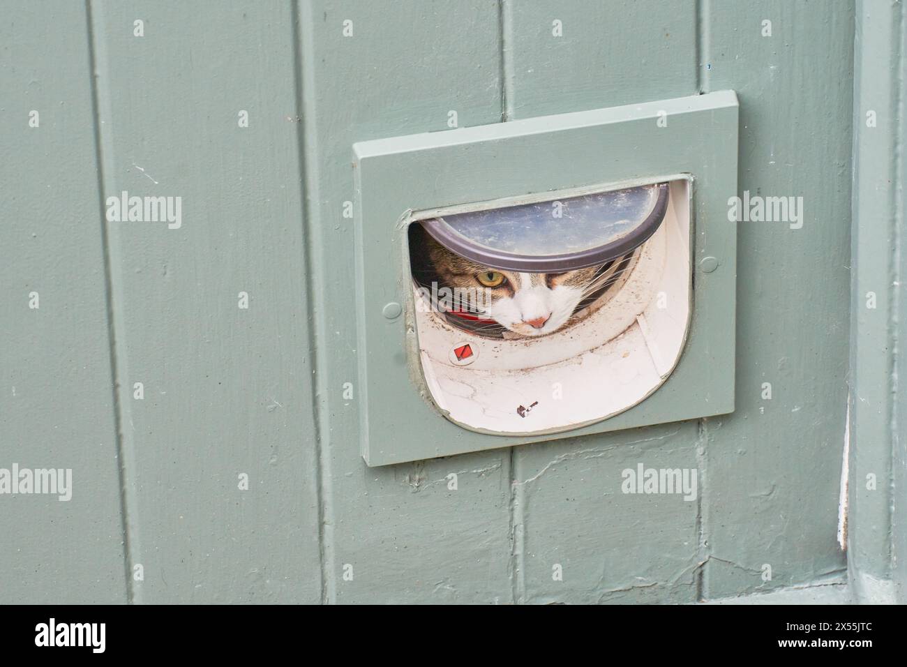 Cat peering through a cat flap Stock Photo