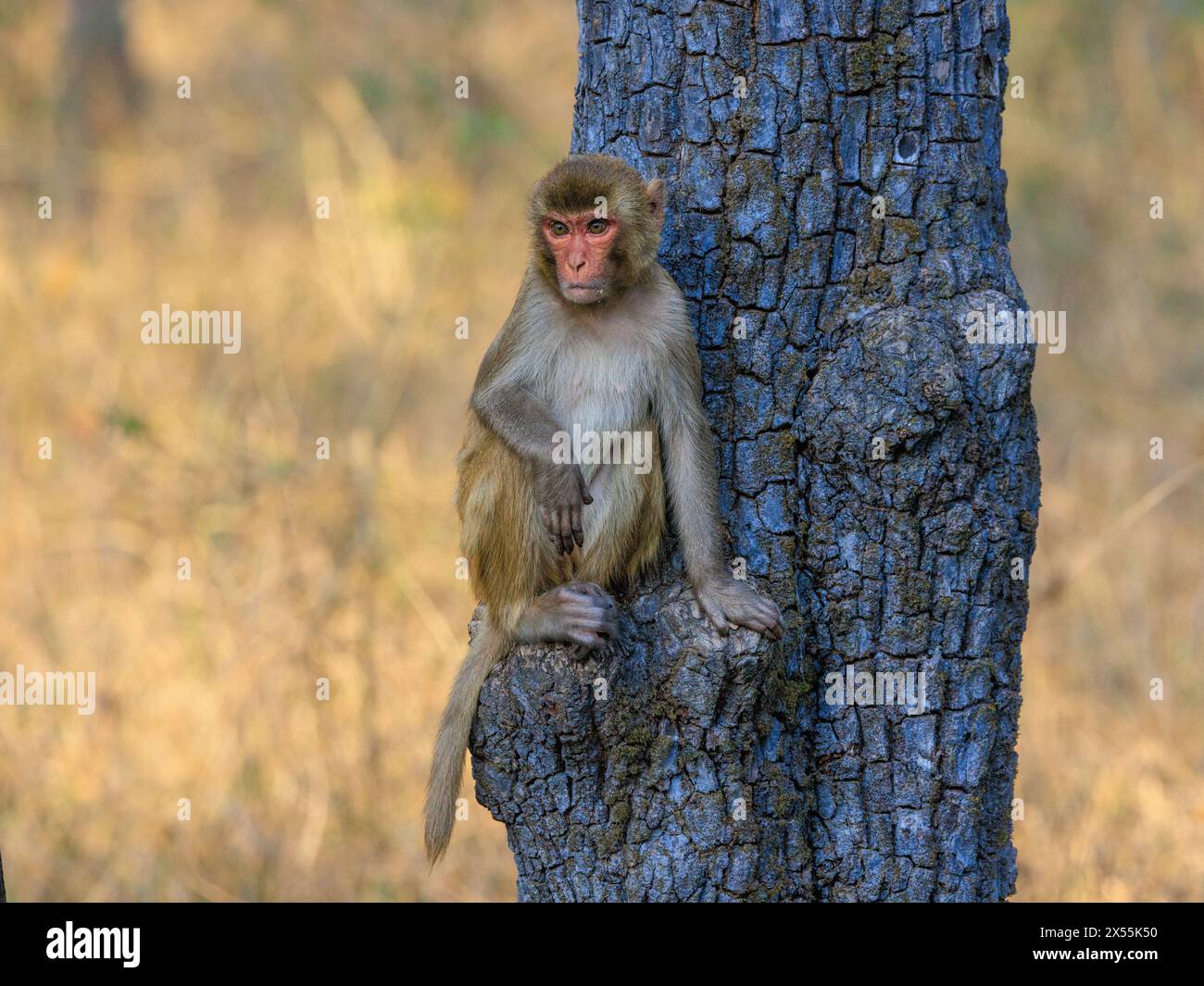 Seated tiger hi-res stock photography and images - Alamy