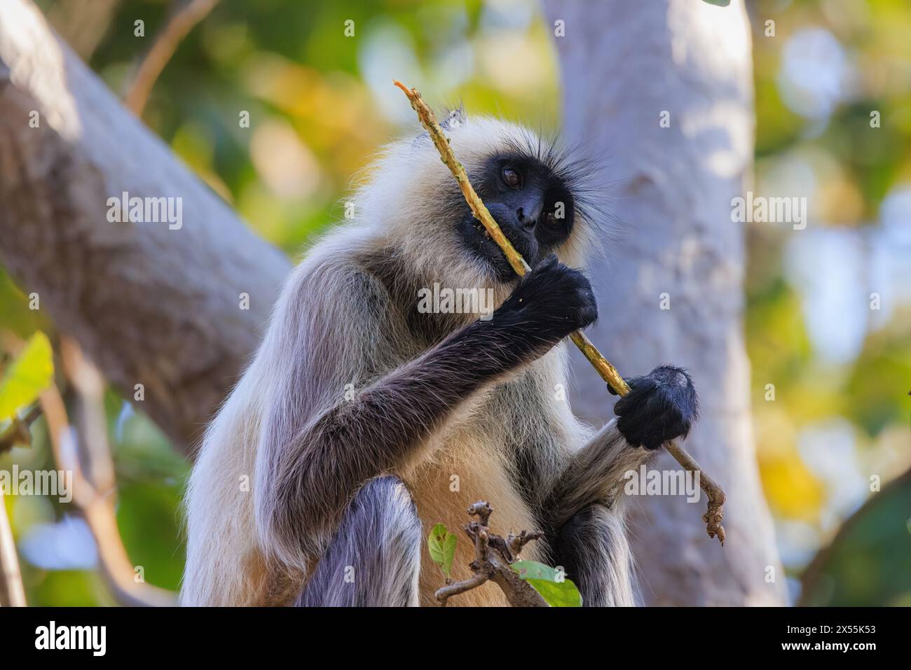 close up of grey langur holding up a long twig and eating the bark looking like playing the flute Stock Photo