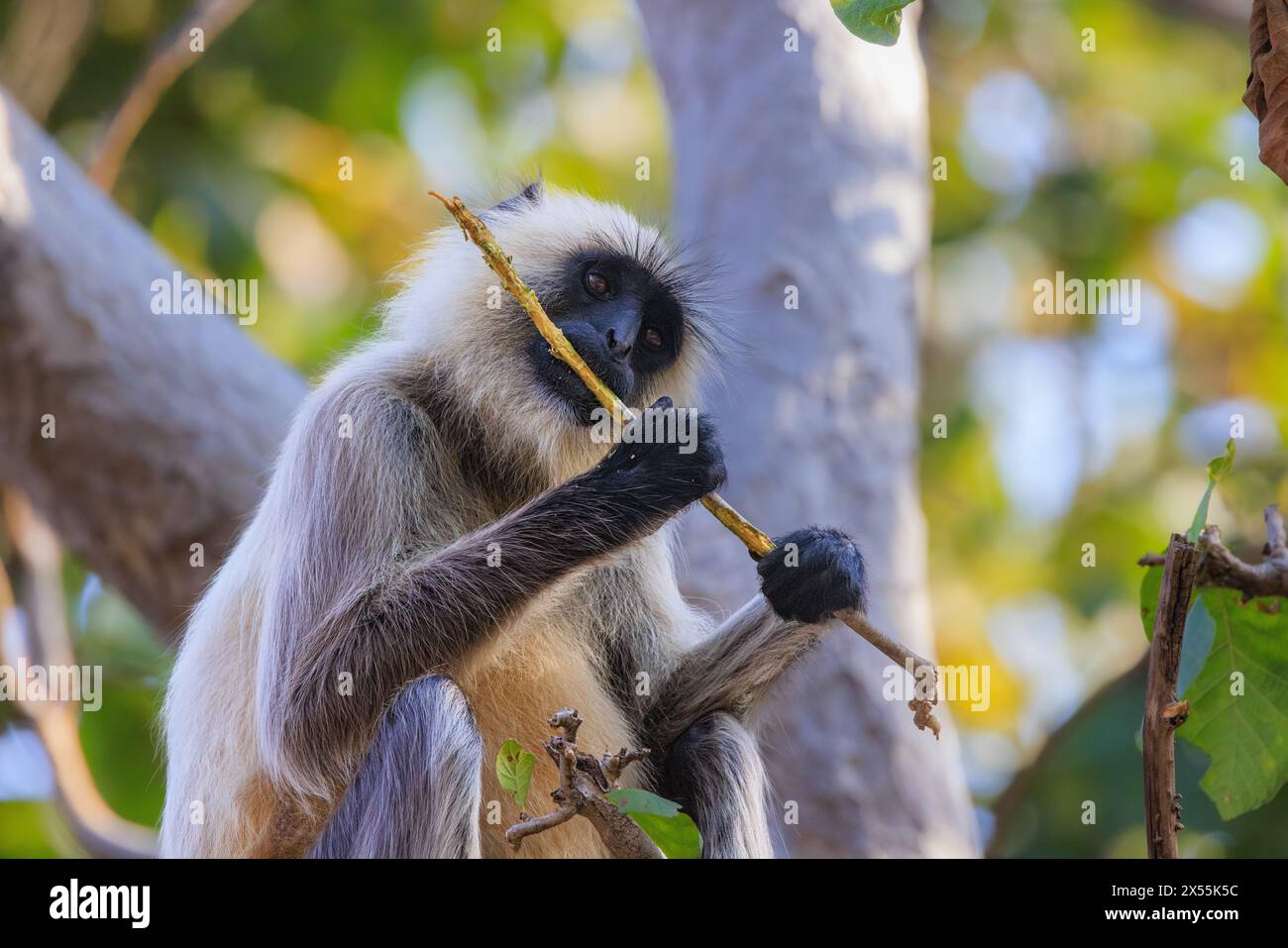 close up of grey langur holding up a long twig and eating the bark looking like playing the flute Stock Photo