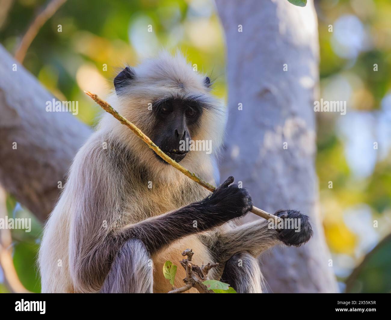 close up of grey langur holding up a long twig and eating the bark looking like playing the flute Stock Photo