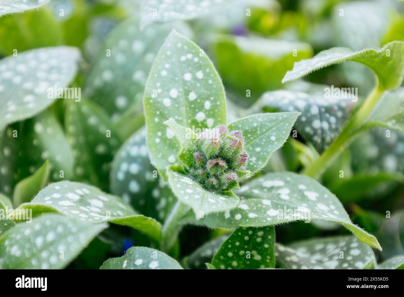 Buds of bright Pulmonaria in spring. Lungwort. Leaves of different shades of green. Honey plant. The first spring flower. Pulmonaria officinalis from Stock Photo