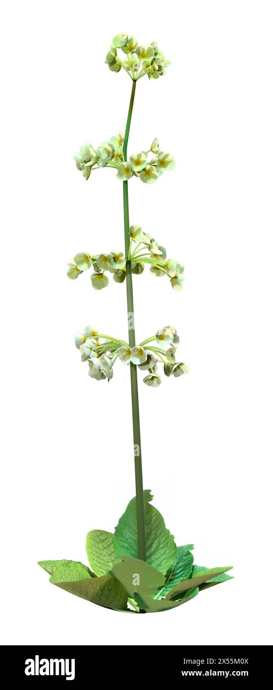 3D rendering of a candelabra primula blooming plant isolated on white background Stock Photo