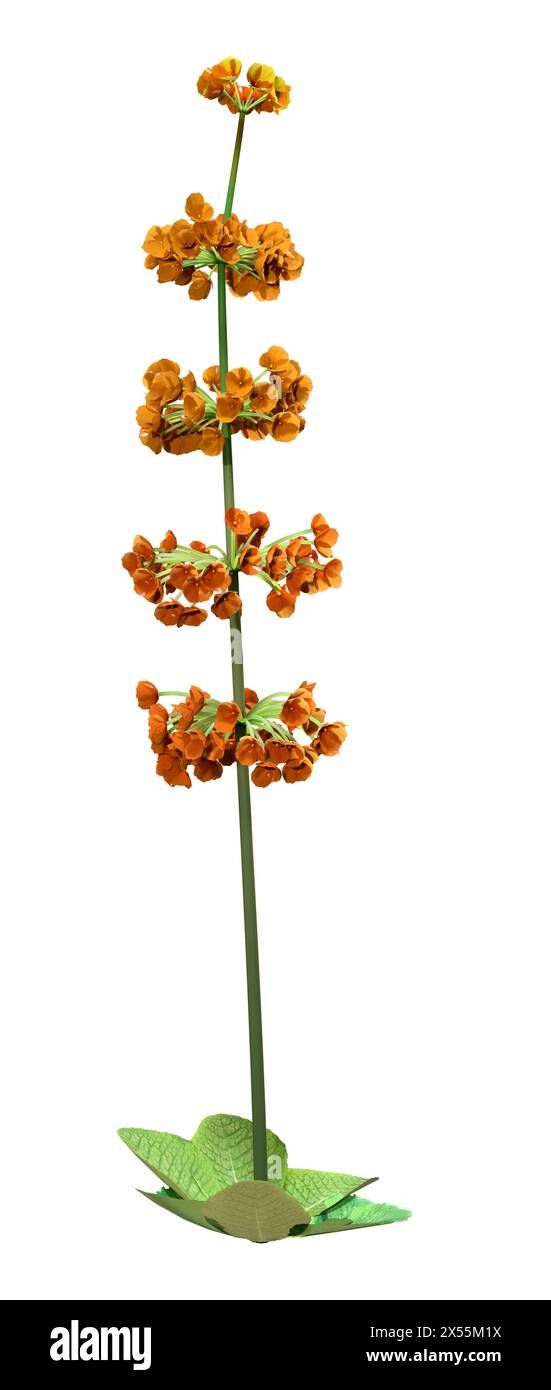 3D rendering of a candelabra primula blooming plant isolated on white background Stock Photo