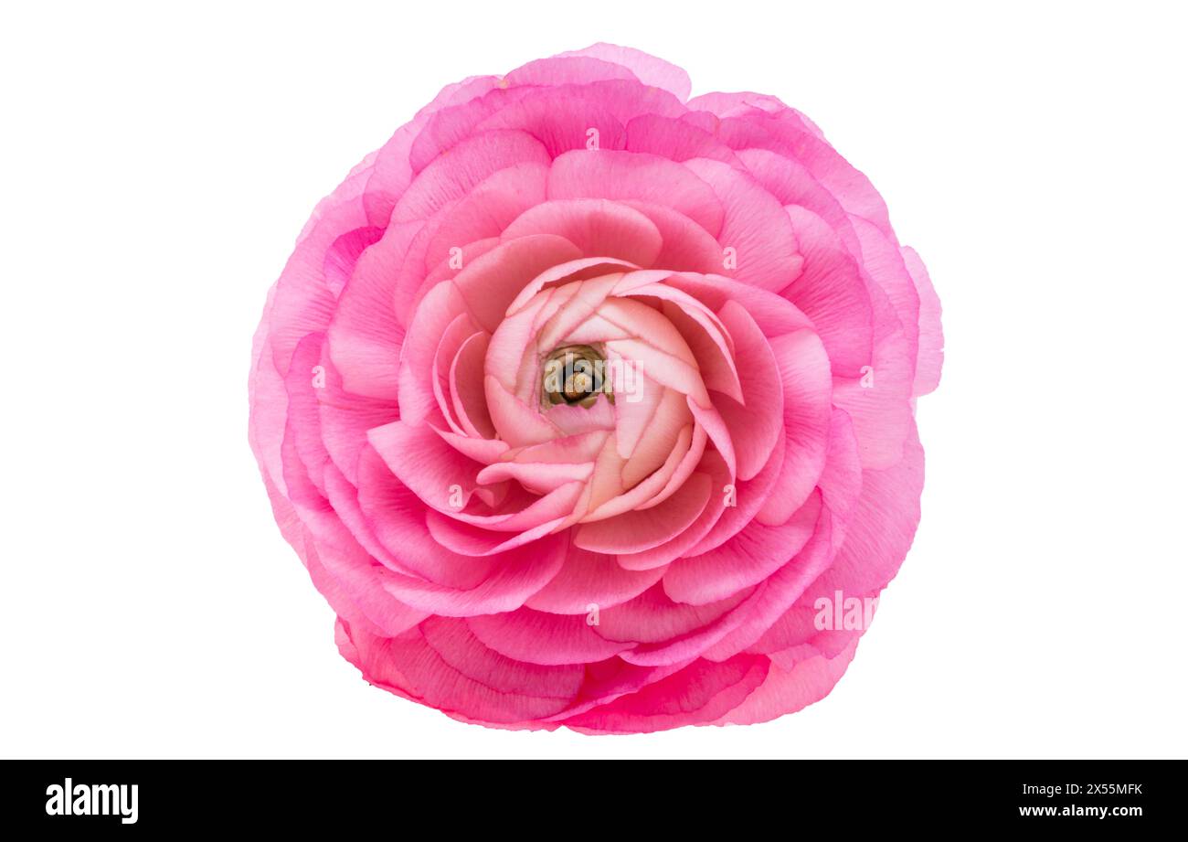 beautiful ranunculus flower isolated on white background Stock Photo ...