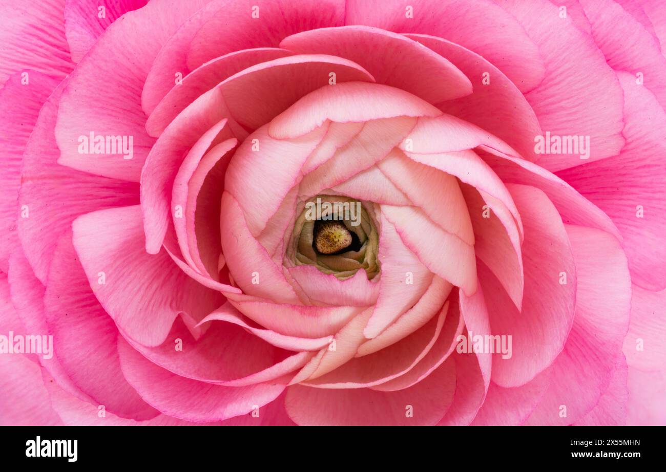 beautiful ranunculus flower isolated on white background Stock Photo ...