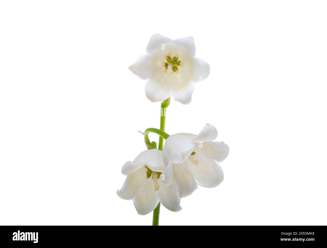 lily of the valley flowers isolated on white background Stock Photo - Alamy
