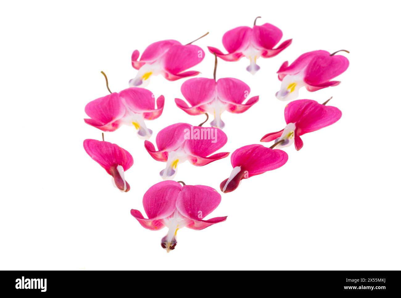 dicentra flowers isolated on white background Stock Photo Alamy
