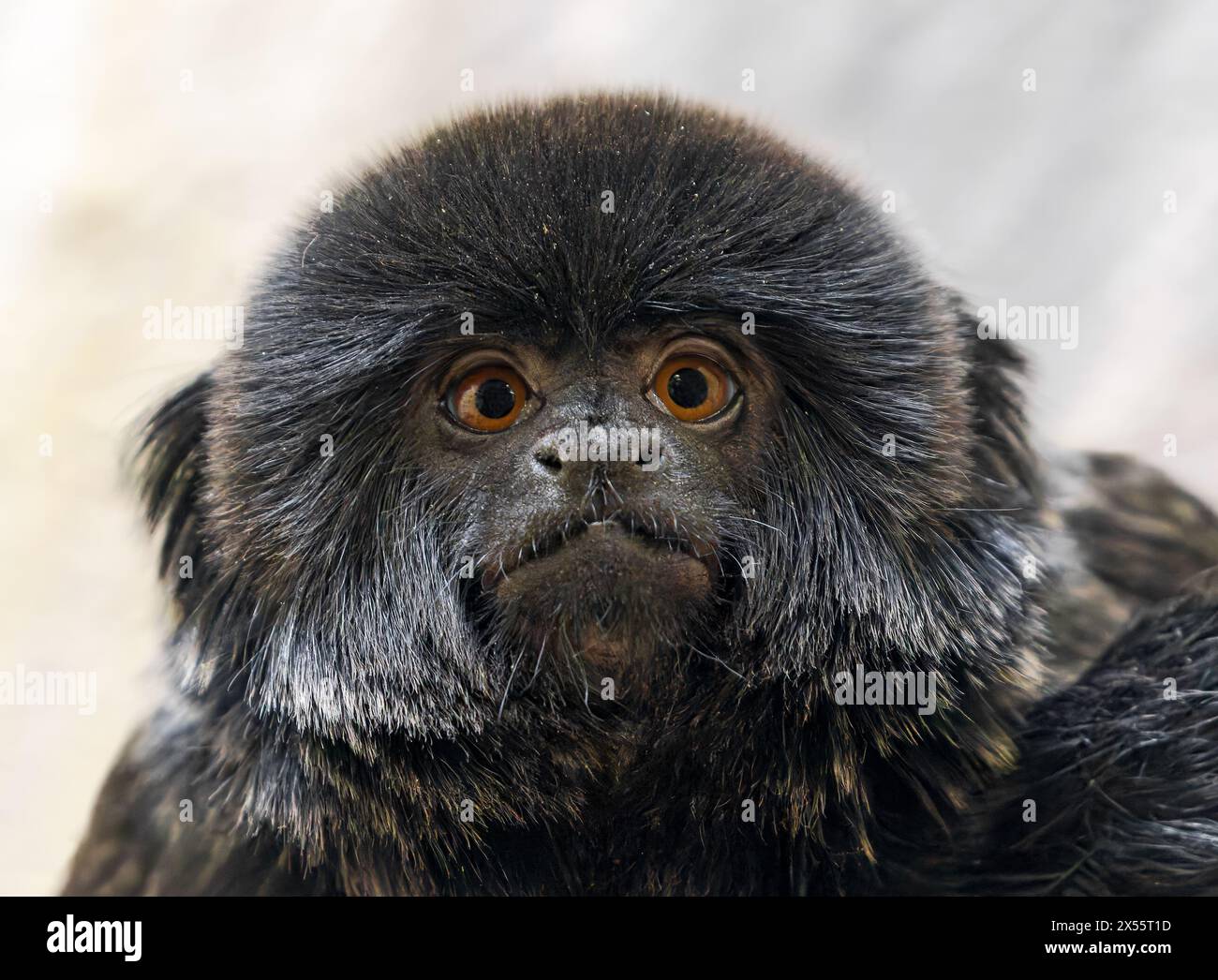 Frontal Close up of a Goeldi's monkey (Callimico goeldii) Stock Photo
