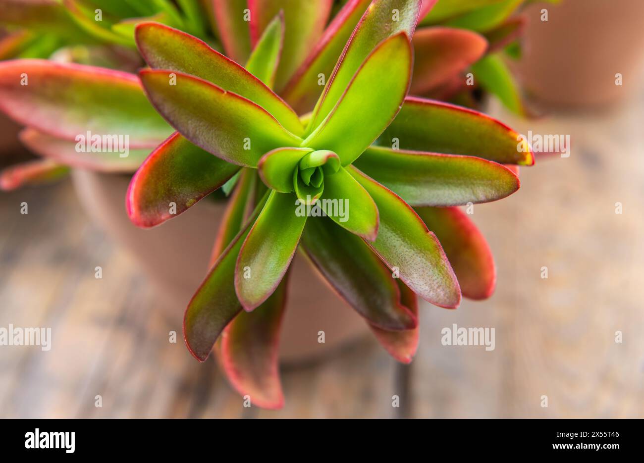 portrait of a Crassula Capitella Campfire plant. Succulent plant. Selective focus Stock Photo