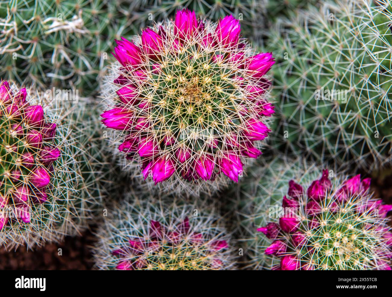 mammillaria spinosissima (spiny pincushion cactus). Succulent plant. Cacteae. Selective focus Stock Photo