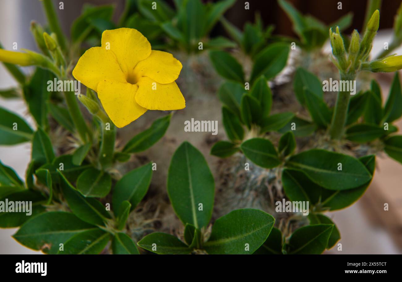 Pachypodium brevicaule, shrubby succulent, yellow flowe of the plant, selective focus Stock Photo